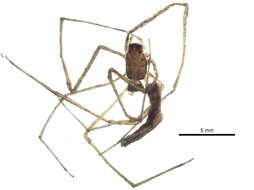 Image of Deinopis spinosa Marx 1889