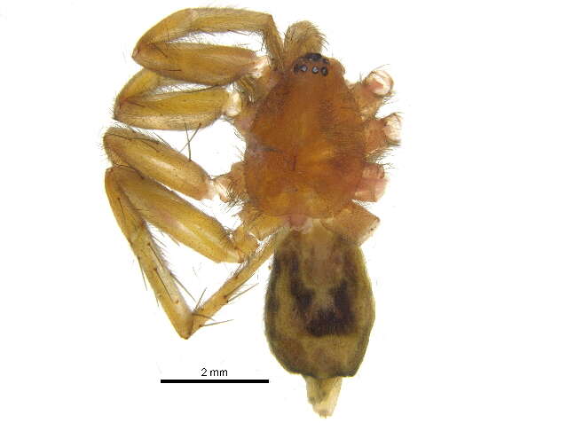 Image of Eastern Parson Spider