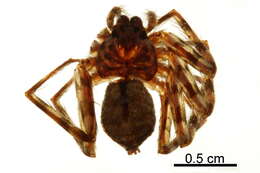 Image of wall crab spiders