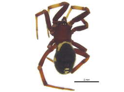 صورة Steatoda