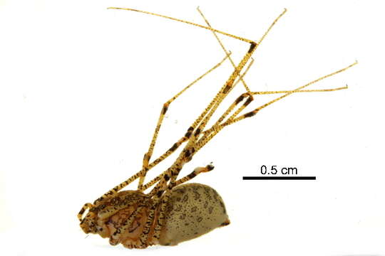 Image de Scytodes atlacoya Rheims, Brescovit & Durán-Barrón 2007