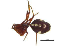 صورة Steatoda