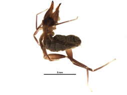 Слика од Ammotrechidae