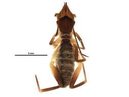 صورة Ammotrechidae