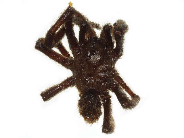 Image of Aphonopelma