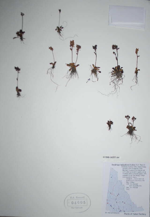 Image of stiffstem saxifrage