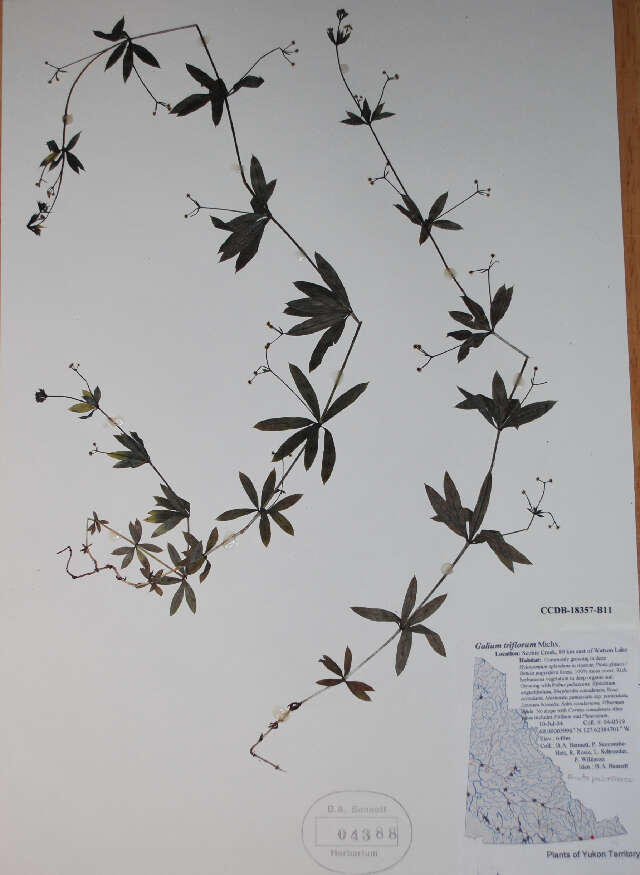 Image of fragrant bedstraw