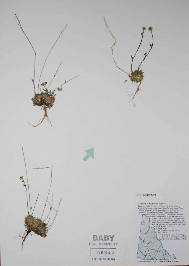 Image de Draba yukonensis A. E. Porsild