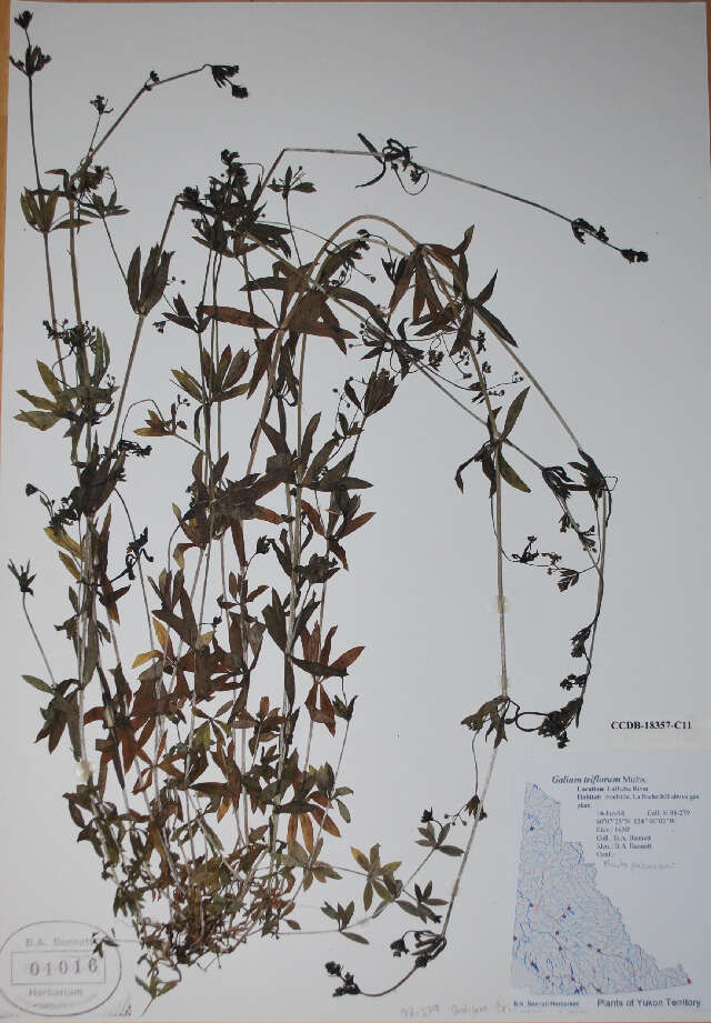 Image of fragrant bedstraw