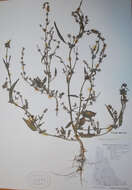 Image de Atriplex dioica