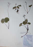 Image of Heart-Leaf Pseudosaxifrage