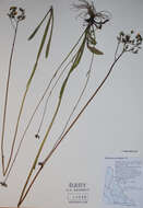 صورة Hieracium piloselloides