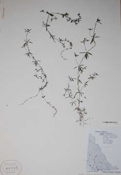 Image of three-petal bedstraw