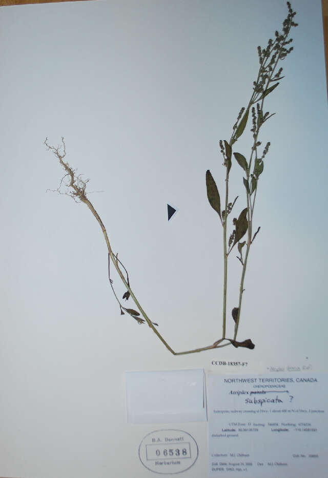 Image de Atriplex dioica