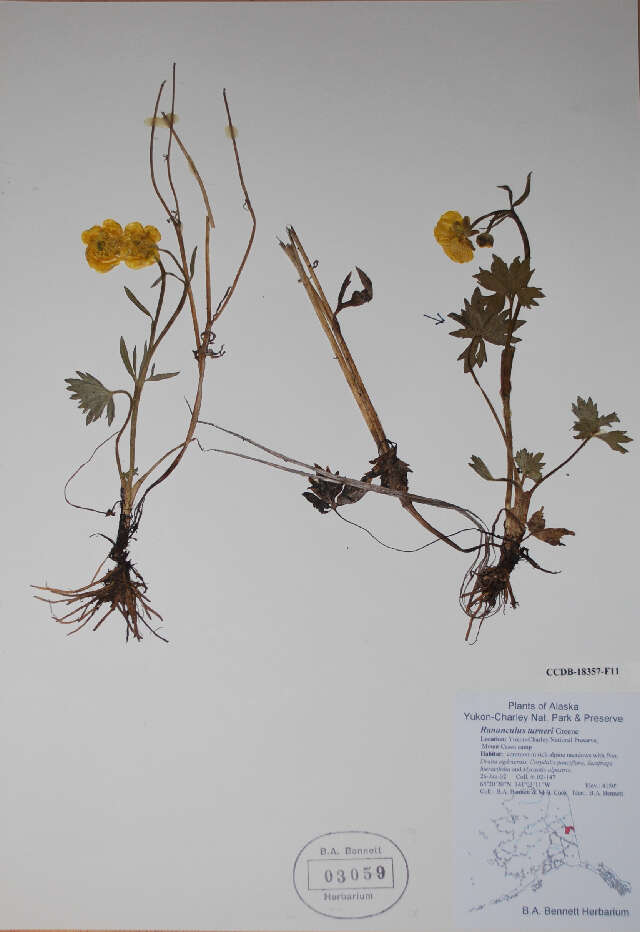 Image de Ranunculus turneri