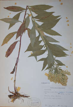 Image of Western Canada Goldenrod