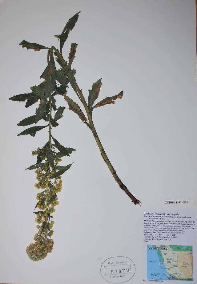 Image of Western Canada Goldenrod