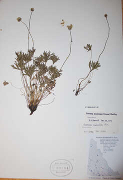 Image of Porcupine River thimbleweed