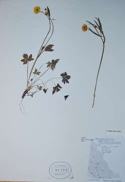 Image of Ranunculus turneri