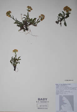 Image of higher plants
