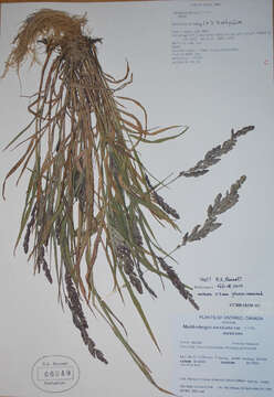 Plancia ëd Muhlenbergia mexicana (L.) Trin.