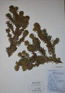 Abies lasiocarpa (Hook.) Nutt. resmi