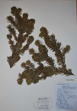 Image of subalpine fir