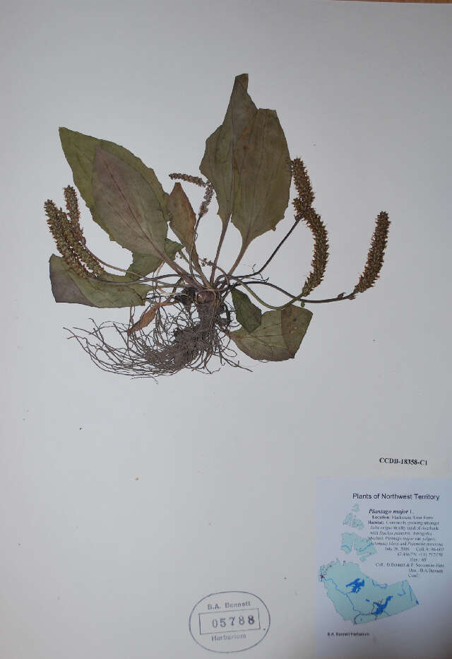 Image of Broadleaf Plantain