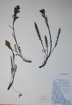 Image of sudetic lousewort