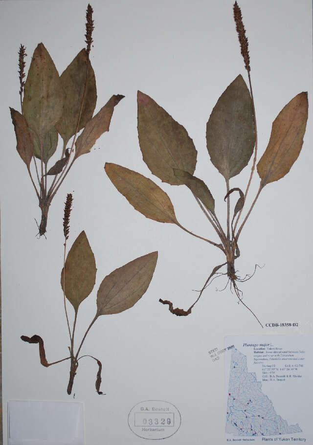 Image of Broadleaf Plantain