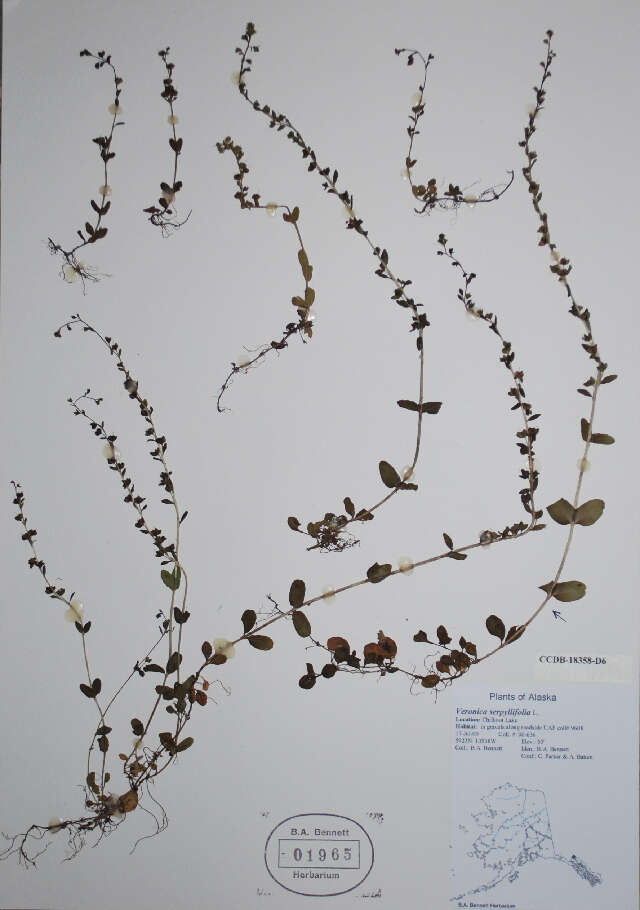Veronica serpyllifolia L. resmi