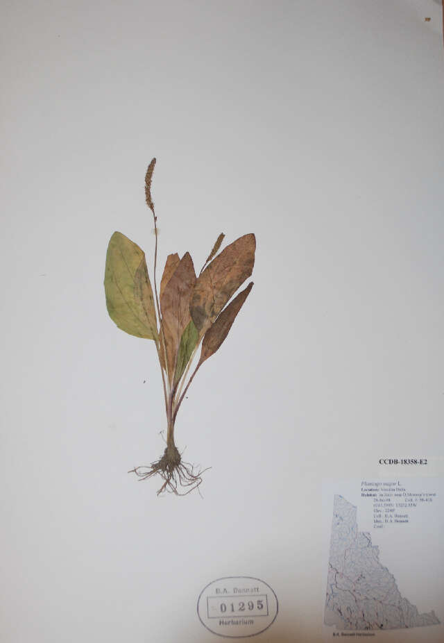 Image of Broadleaf Plantain