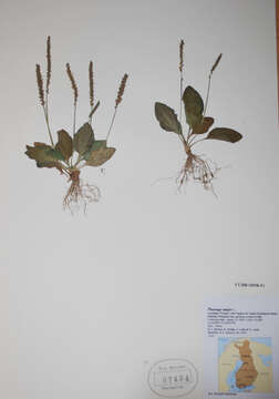 Image of Broadleaf Plantain