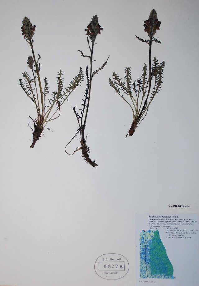 Image of sudetic lousewort