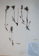 Image of sudetic lousewort