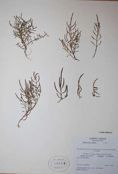 Image of red samphire