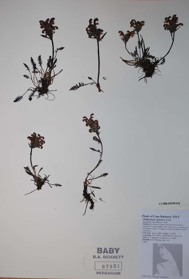 Image of sudetic lousewort