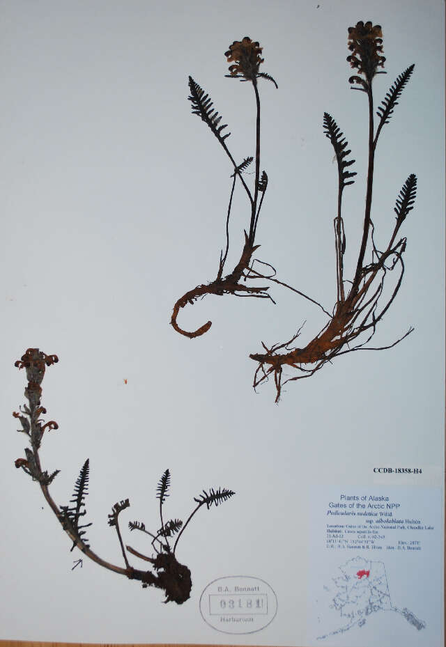 Image of sudetic lousewort