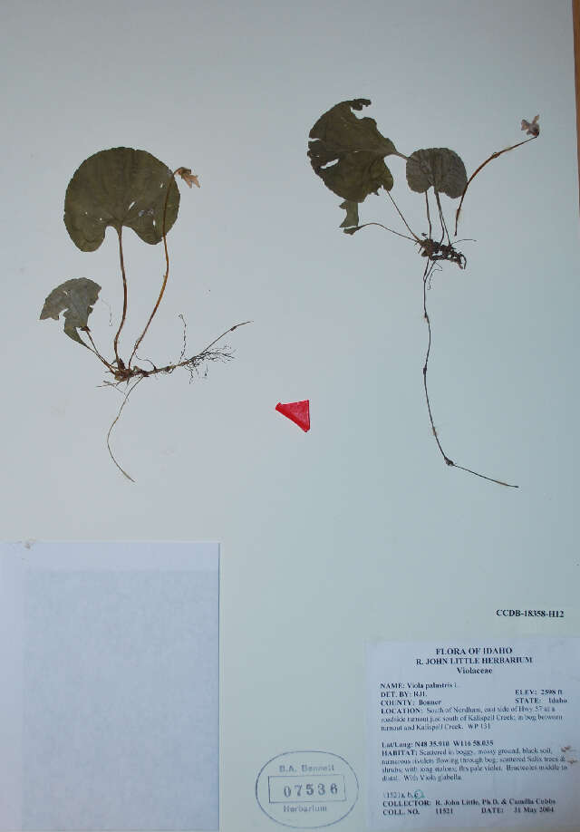 Image of marsh violet