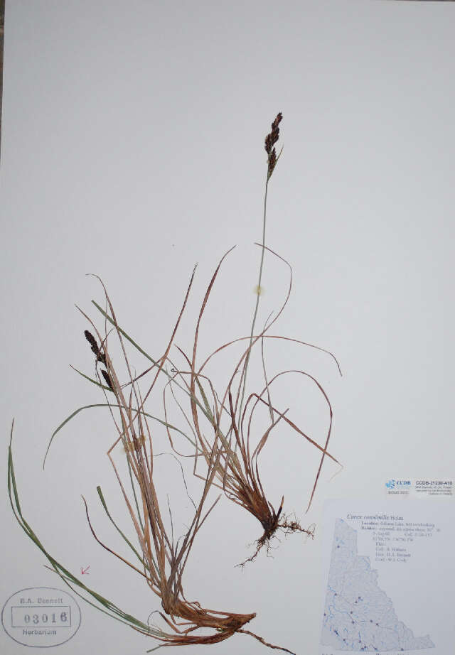 Carex bigelowii (rights holder: Year: 2014.)