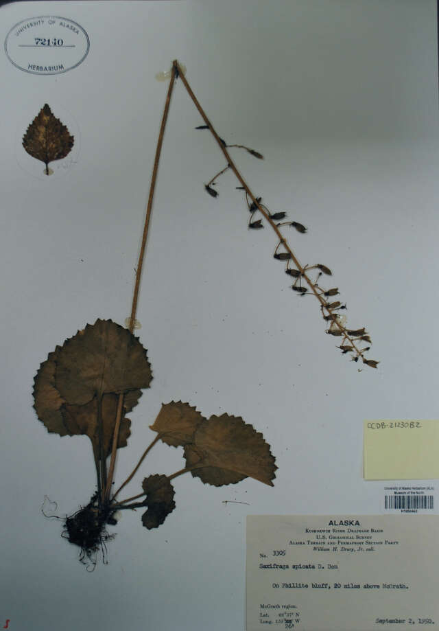 Image of spiked saxifrage