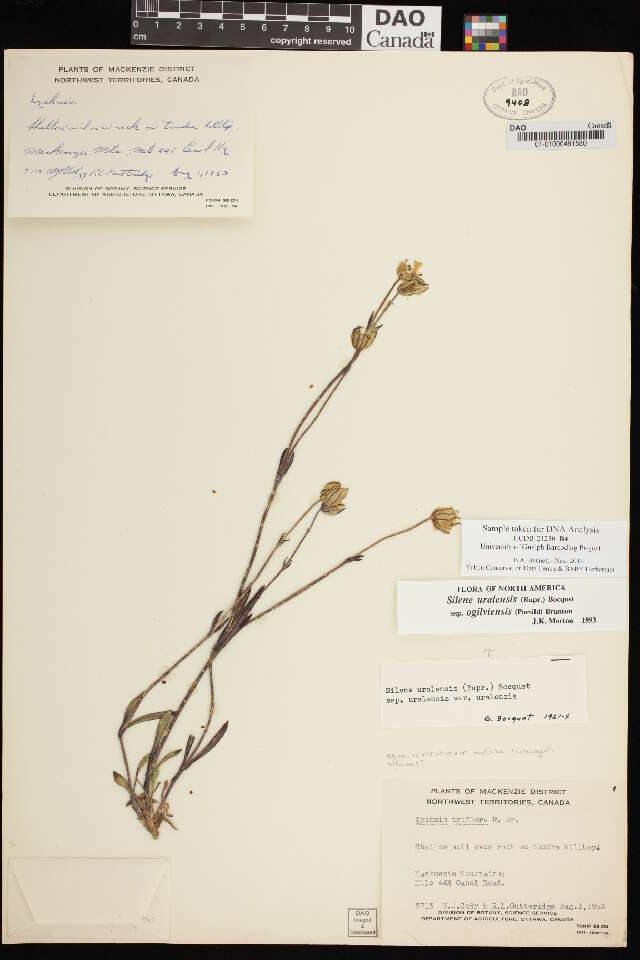 Image de Silene uralensis (Ruprecht) Bocquet