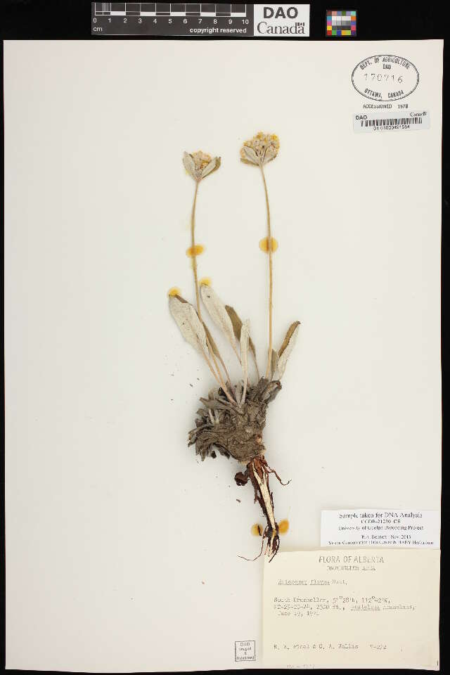 Image of alpine golden buckwheat