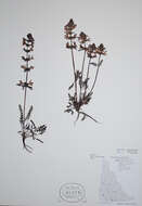 Image of whorled lousewort