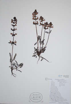 Image of whorled lousewort