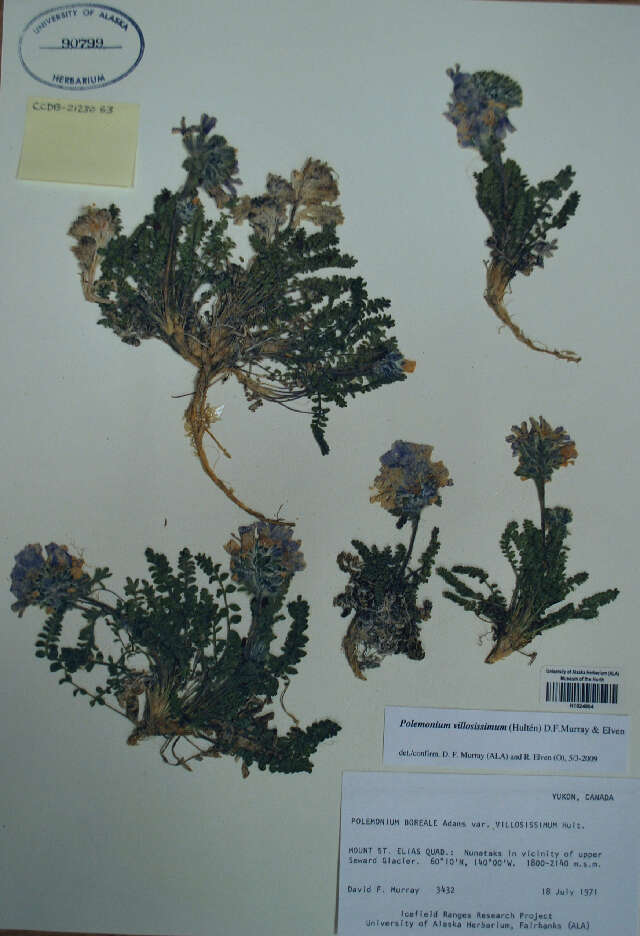 Image of Polemonium villosissimum