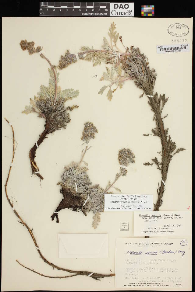 Image of silky phacelia