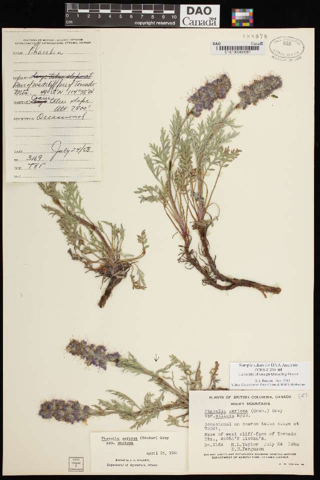 Phacelia sericea (Graham) A. Gray的圖片