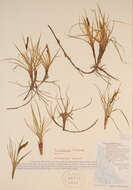 Image of sedge