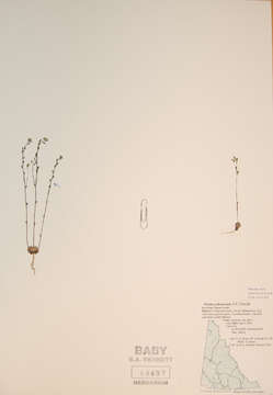 Image de Draba yukonensis A. E. Porsild